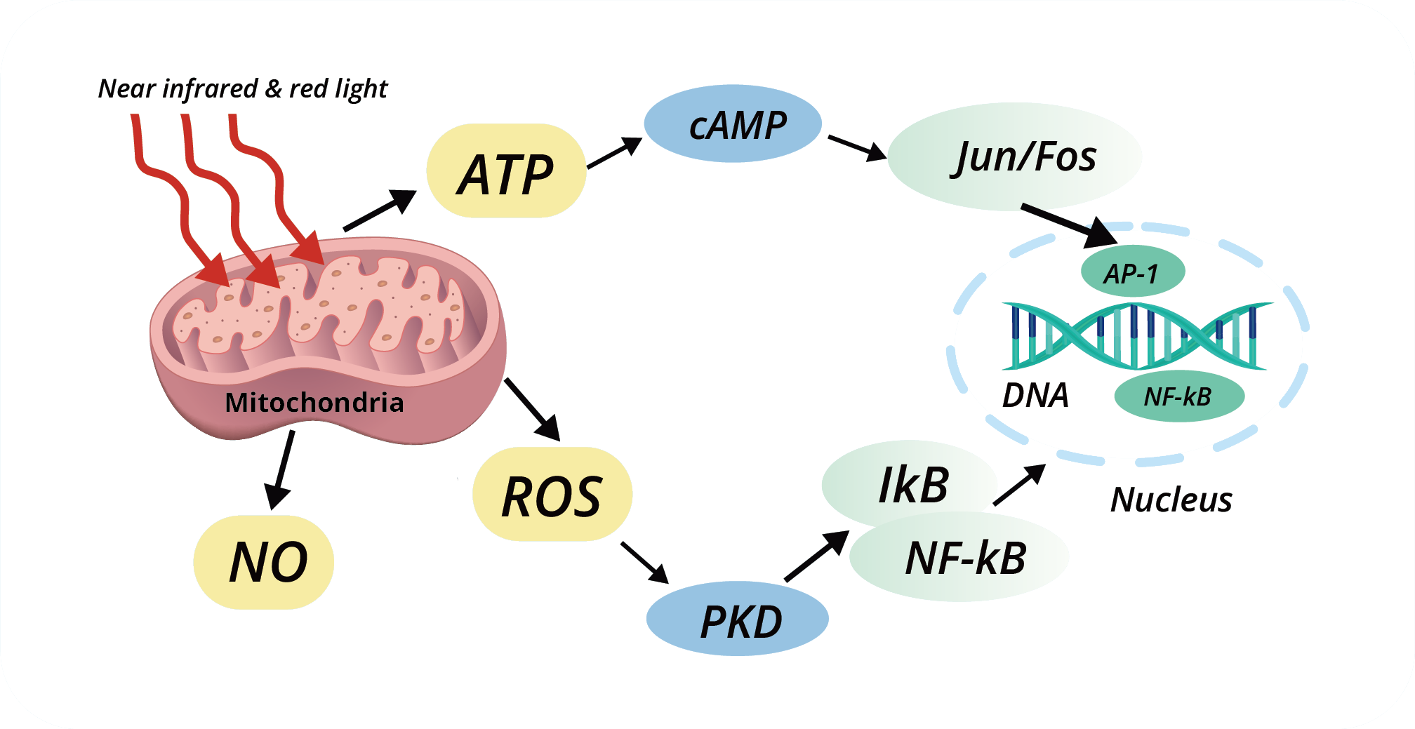 Photobiomodulation Therapy & ATP