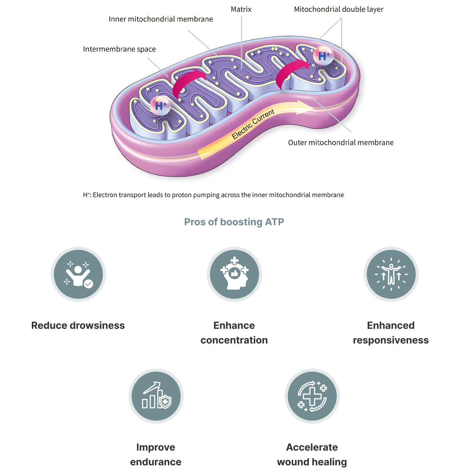 Relationship Between Mitochondria and ATP